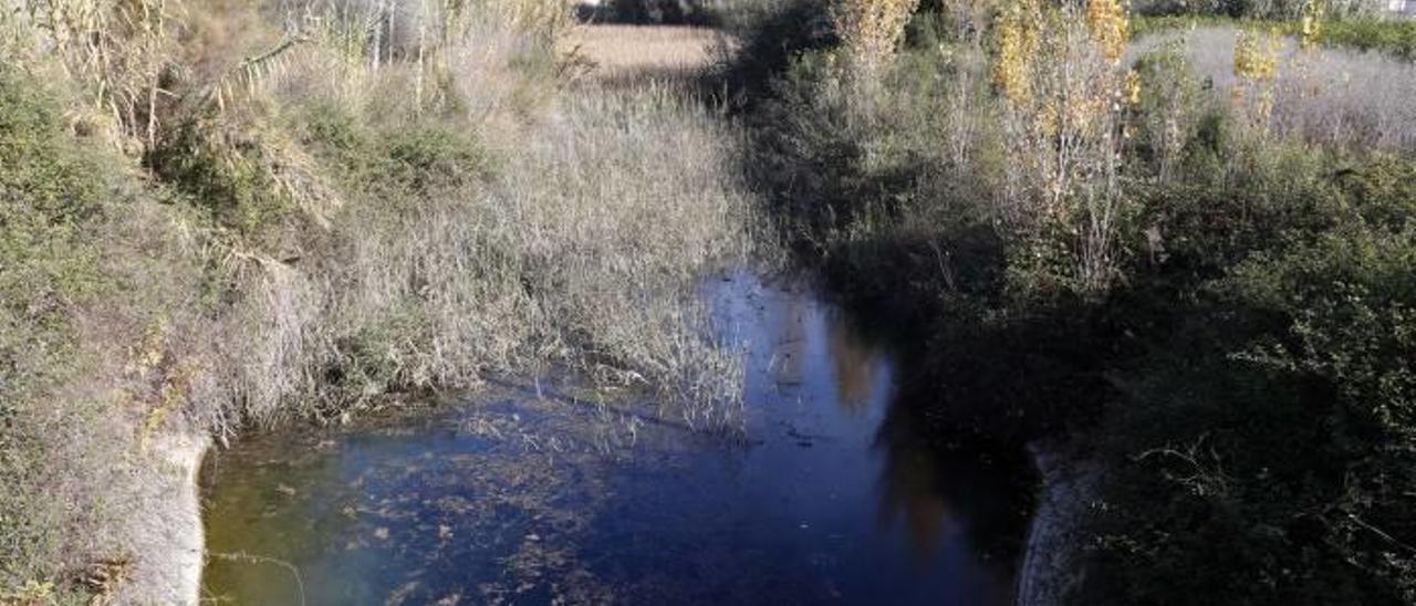 Los «Ullals» de Benimodo muestran un estado preocupante por la escasez de agua.