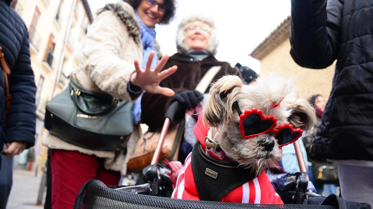 En imágenes | Bendición de los animales por San Antón en la iglesia de San Pablo