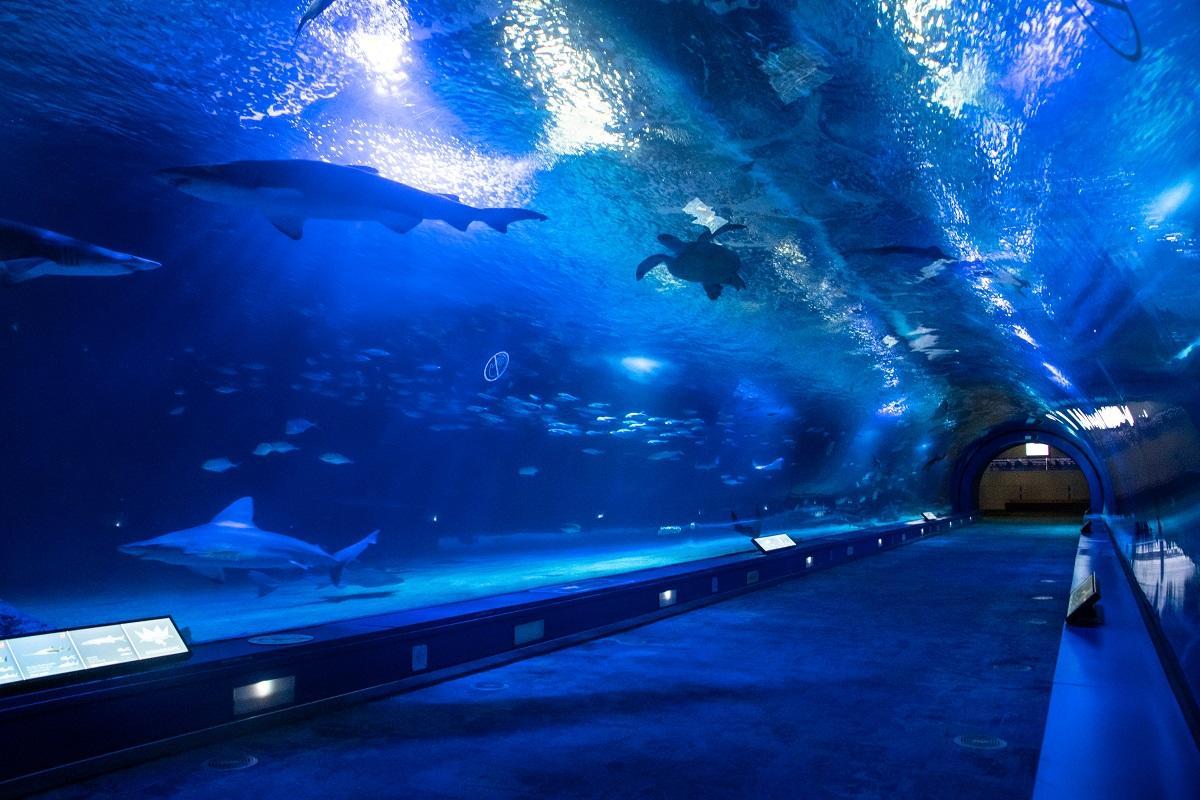 En el túnel de océanos del Oceanogràfic habitan tiburones, rayas y peces.