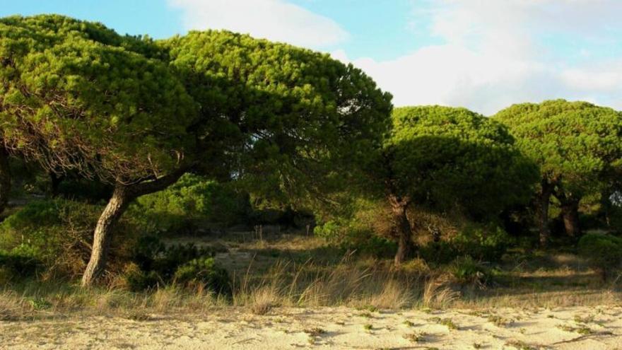 Robos masivos de piñas y dos plagas acorralan al sector del piñón