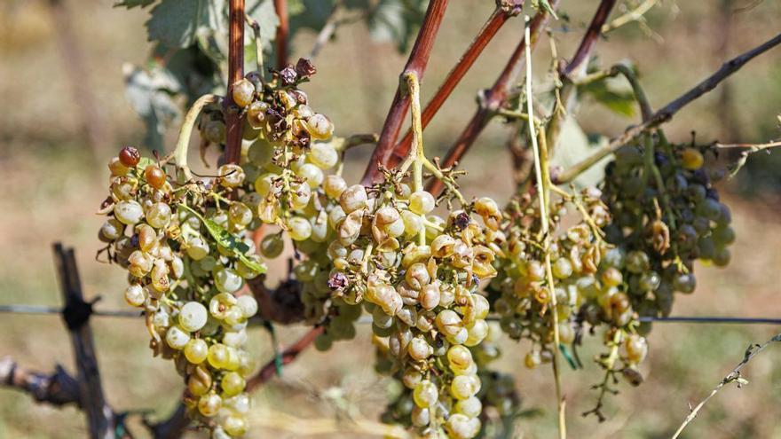 La pedra provoca afectacions en les vinyes al celler Collbaix