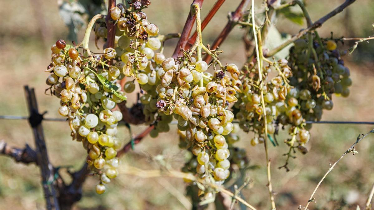 La pedra provoca afectacions en les vinyes al celler Collbaix