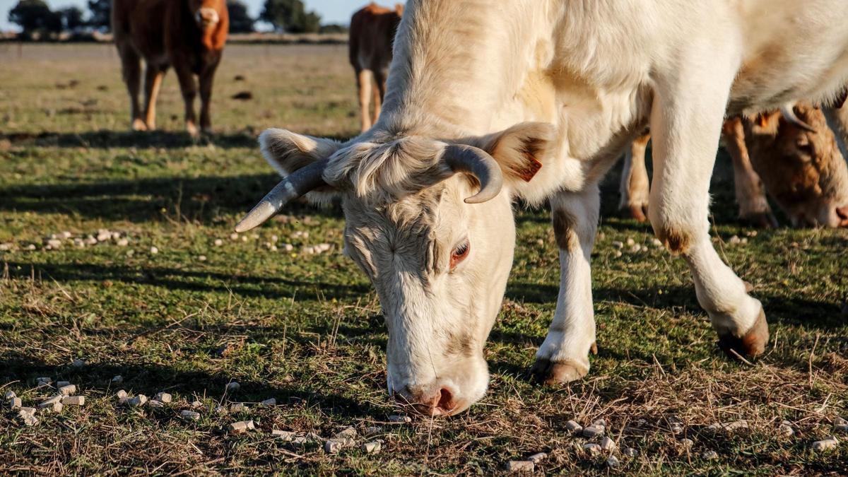 Ganado bovino en una explotación extremeña.