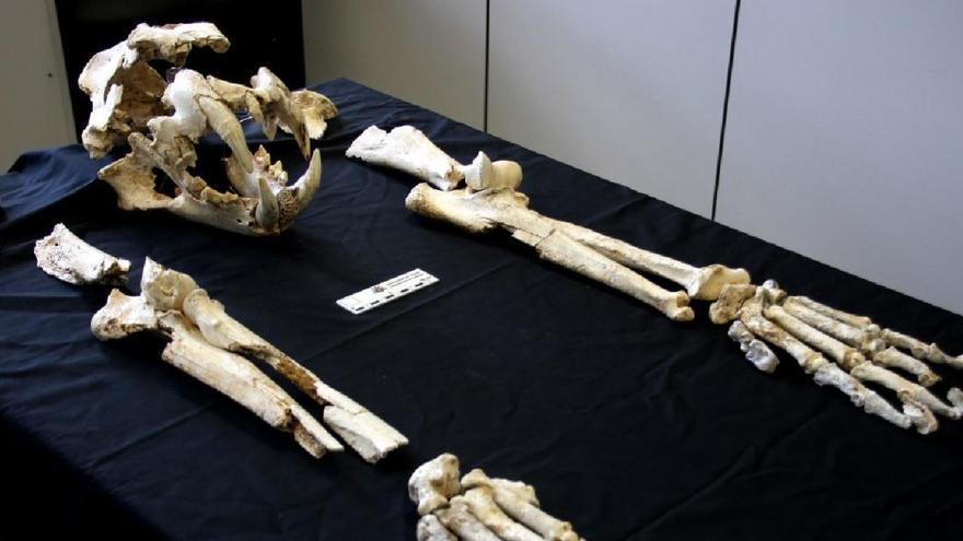 Esqueleto del león cavernario hallado en Llanes.