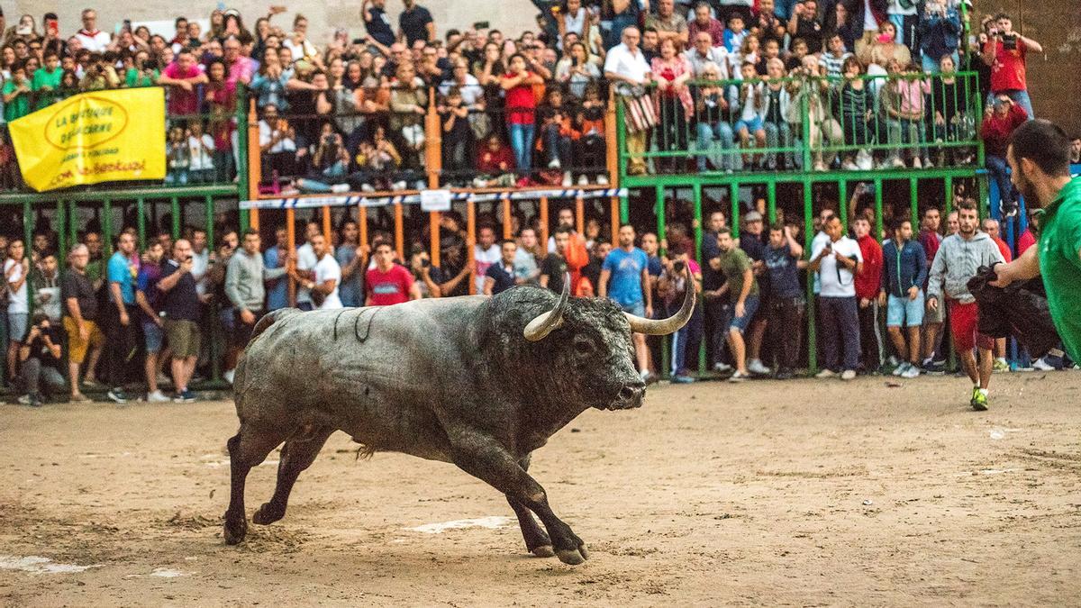 Imagen de un festejo de ‘bous al carrer’ celebrado en Burriana (archivo).