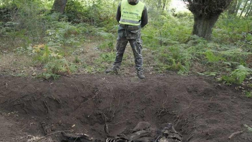 Blanco, ante restos de un jabalí enterrado por el lobo. // Bernabé/Gutier