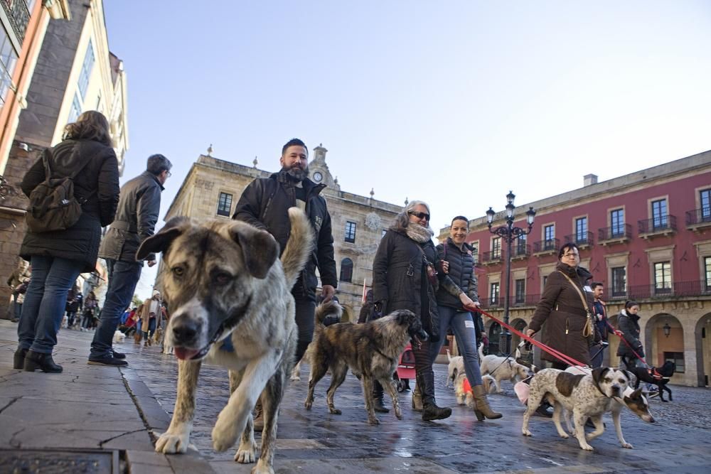 San Silvestre canina en Gijón