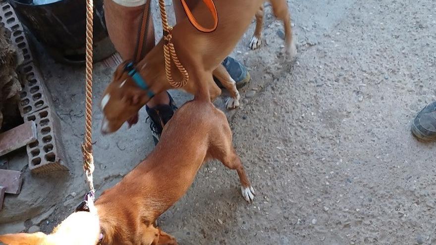 Detienen en Córdoba a un veterinario por certificar vacunas y desparasitaciones de perros falsas
