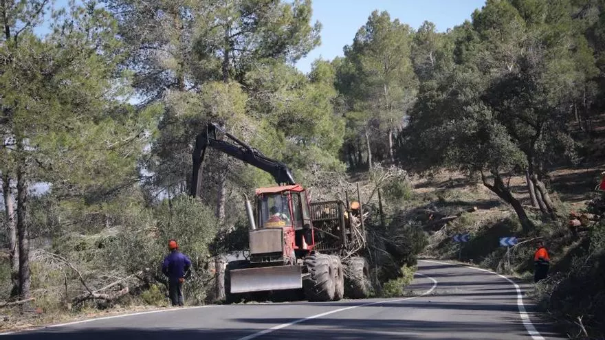 Menos pinos y más carrascas en Alcoy