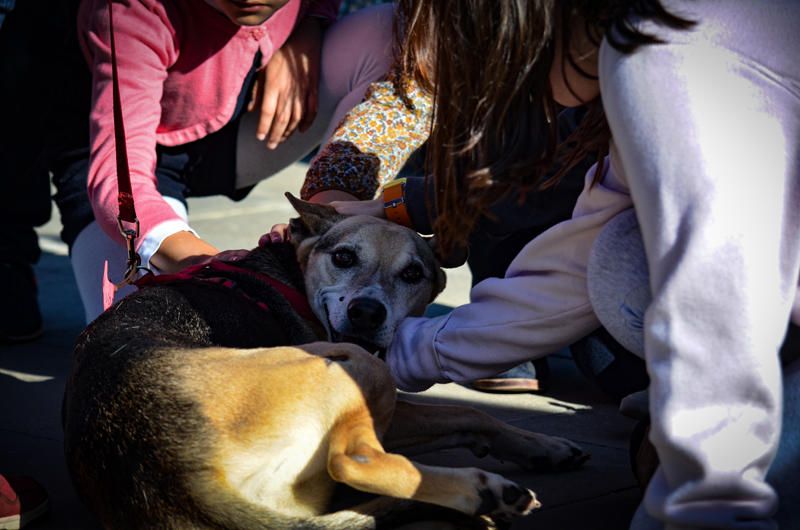 Fundación Bioparc y AUPA celebran el 15º Desfiles de perros abandonados