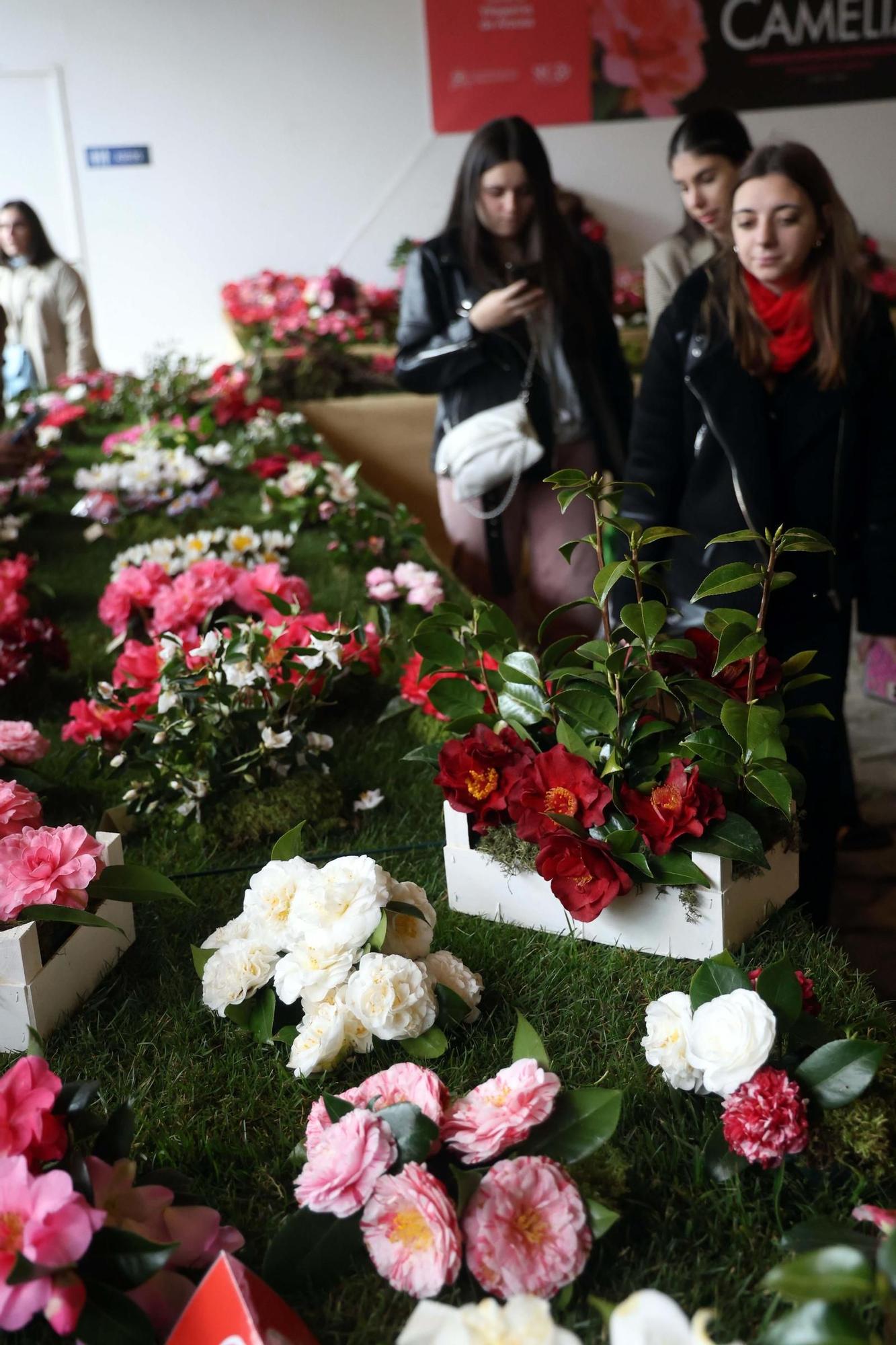 Así fue la 59 exposición internacional de la camelia, en Vilagarcía.