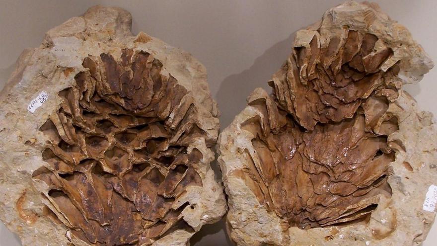 Fósil de piña de Pinus Canariensis expuesto en un museo de Elche.
