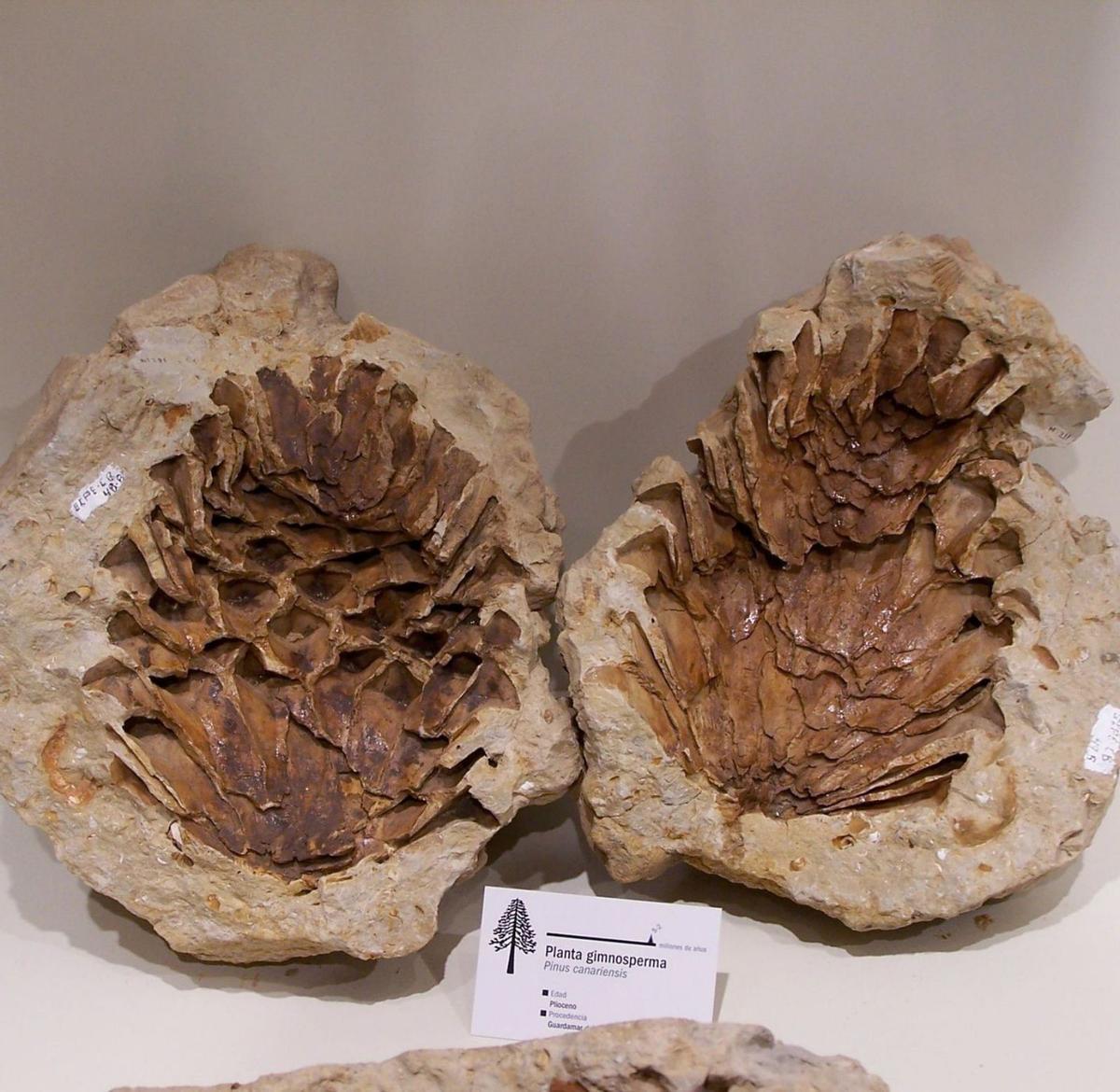 Fósil de piña de Pinus Canariensis expuesto en un museo de Elche.