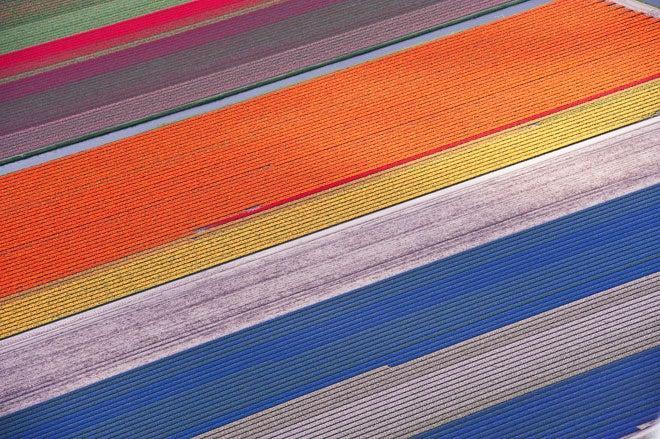 Campo de tulipanes entre Sassenheim y Lisse, Holanda