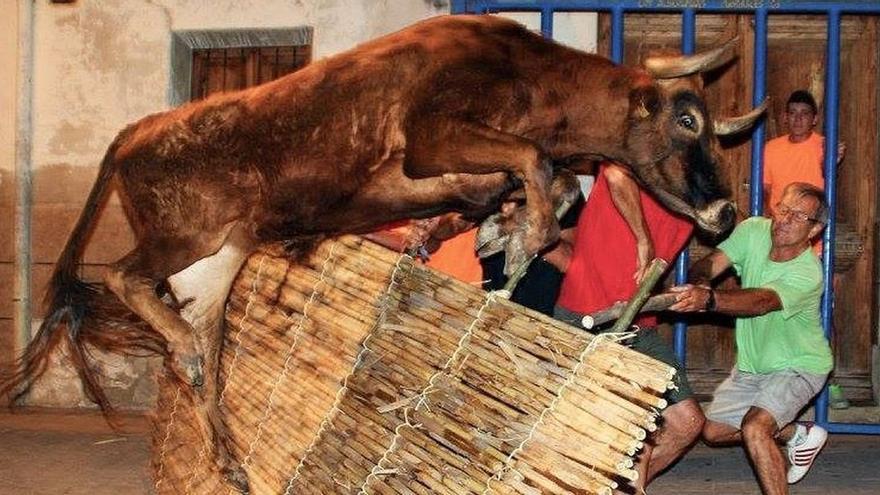 Así es la centenaria tradición taurina de la 'salida del cañizo', en Chóvar