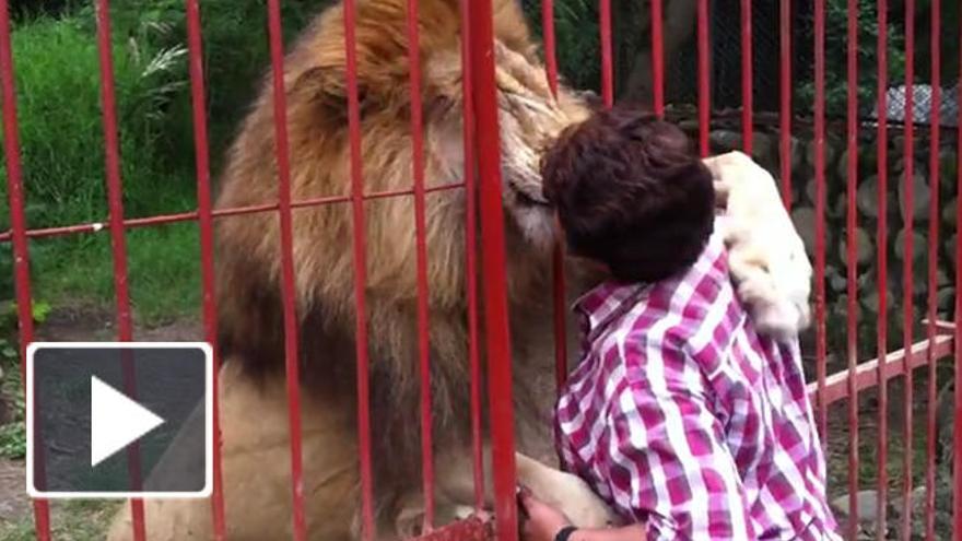 El abrazo del león Júpiter a su cuidadora.