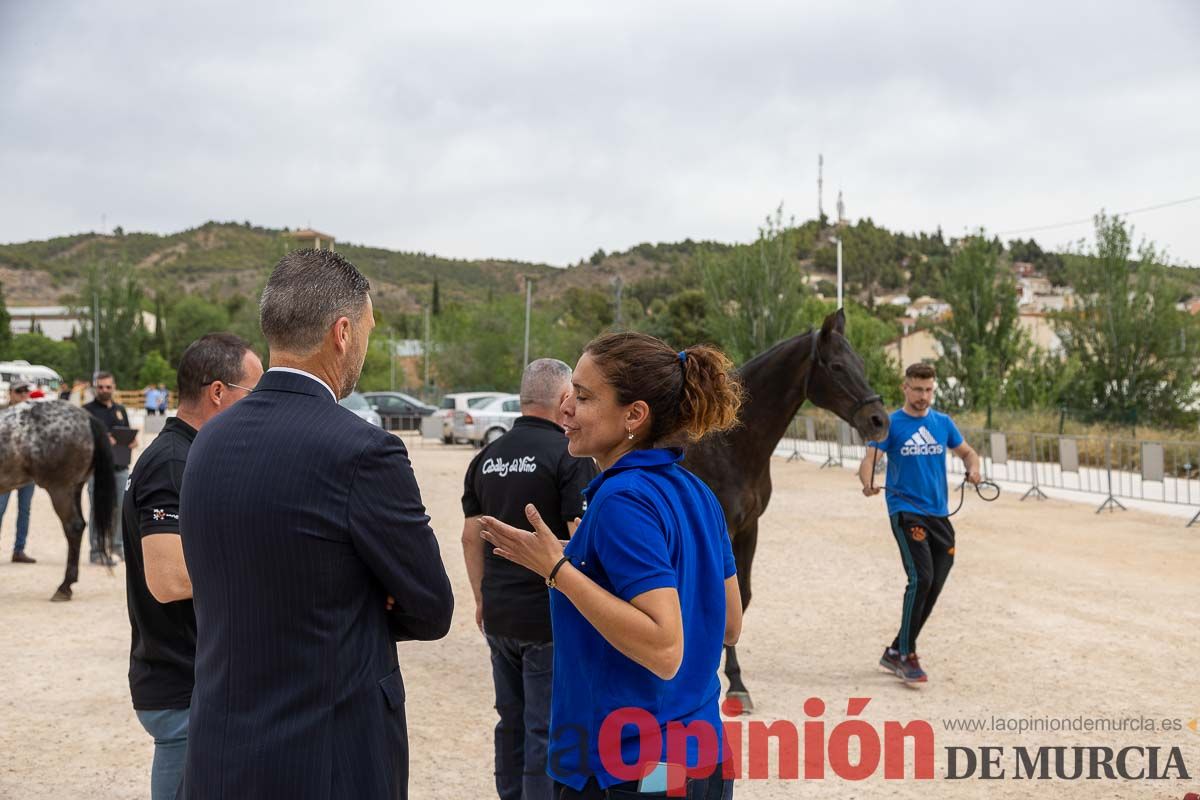 Control veterinario de los Caballos del Vino en Caravaca