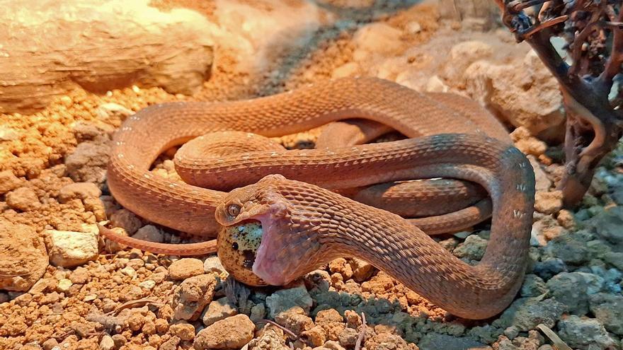 Una serpiente comedora de huevos hallada en Murcia se encuentra ya en Terra Natura Benidorm