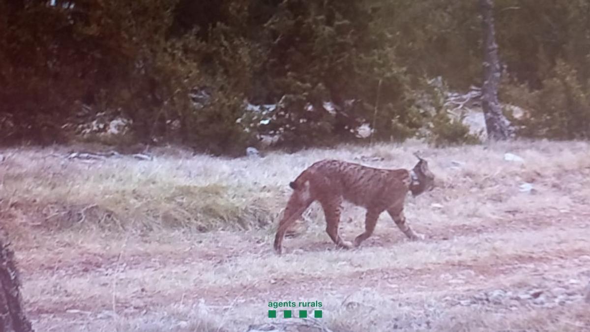 La imagen del lince 'Secreto', captada por la Generalitat.