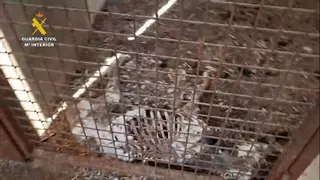 PACMA insta al Ayuntamiento de Azuaga a personarse en la causa por la muerte de 32 perros