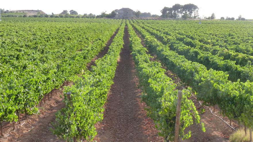 Doce meses, doce territorios, doce vinos