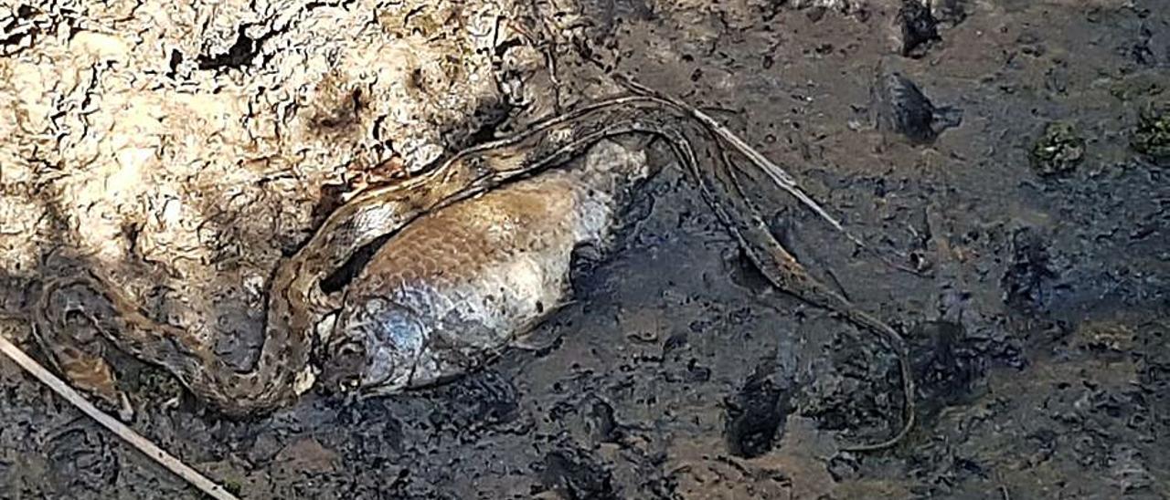 Fauna muerta por el escaso caudal de agua