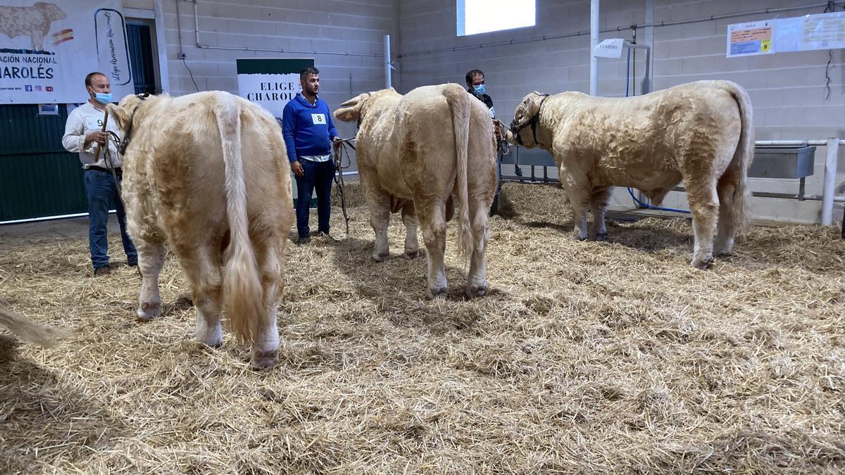 Ejemplares de charolés en el último concurso morfológico de la Feria de Albalá.