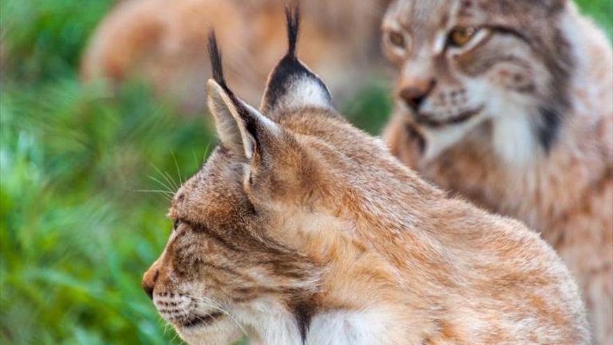 El lince boreal ‘reina’ en el parque de Lacuniacha