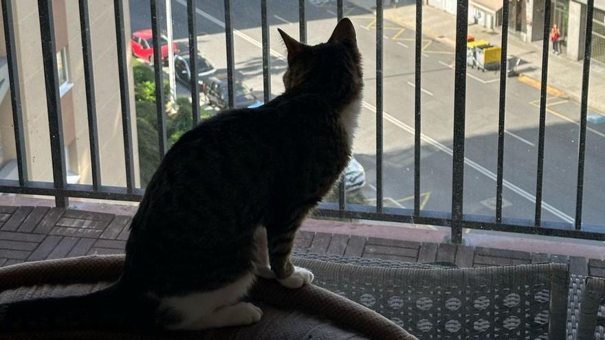 Un gato en un balcón de un piso de A Coruña. | La Opinión