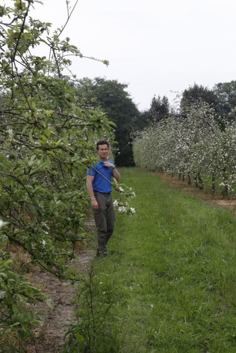 Manzanos en flor en Serín