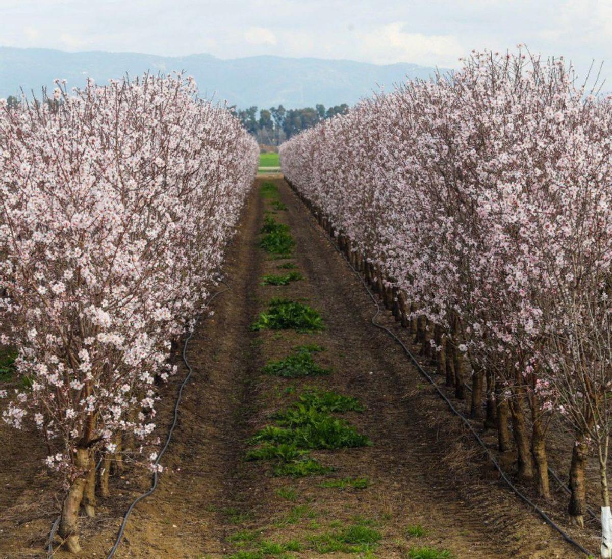 Almendros en flor cerca de Almodóvar del Río, este año.