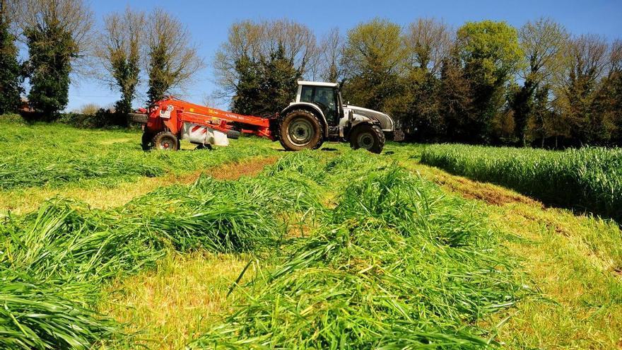 La campaña de ensilado será escasa y de mala calidad por la falta de lluvia al inicio de la primavera
