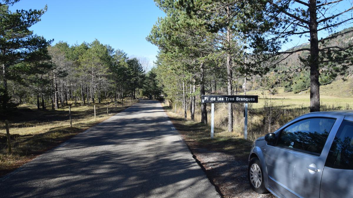 Accés i camí del Pi de les Tres Branques