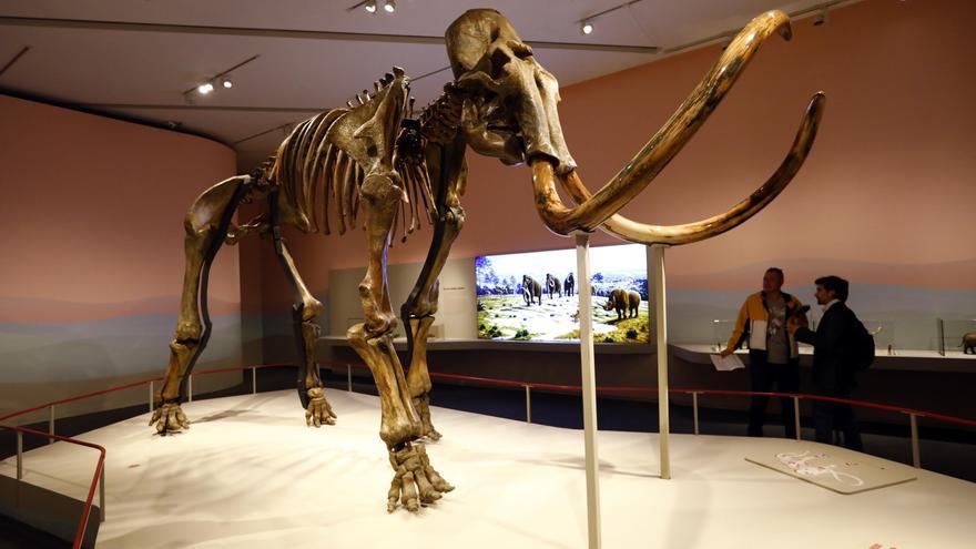 Exposición &#039;Mamut. El gigante de la Edad de hielo&#039;