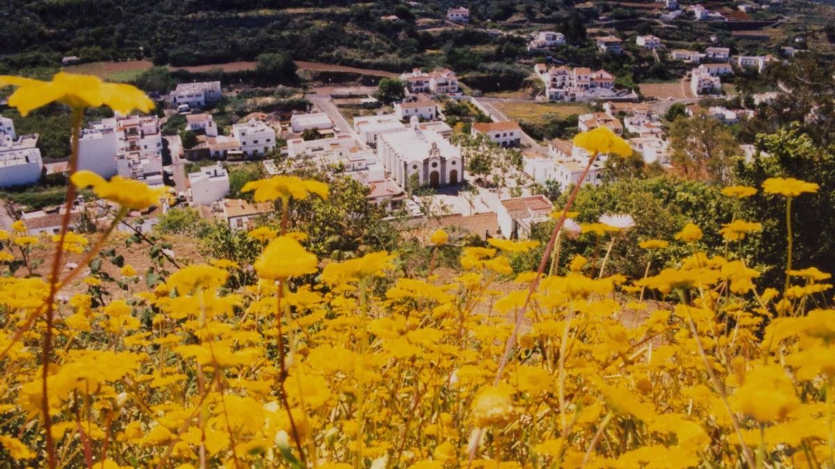 Flores en primer plano con el casco de Valleseco y la iglesia de San Vicente Ferrer al fondo en una fotografía de 1998.