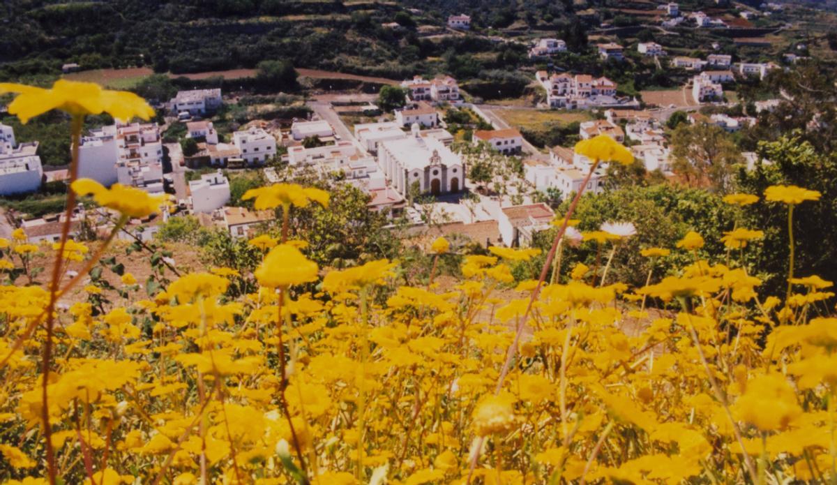 Flores en primer plano con el casco de Valleseco y la iglesia de San Vicente Ferrer al fondo en una fotografía de 1998.