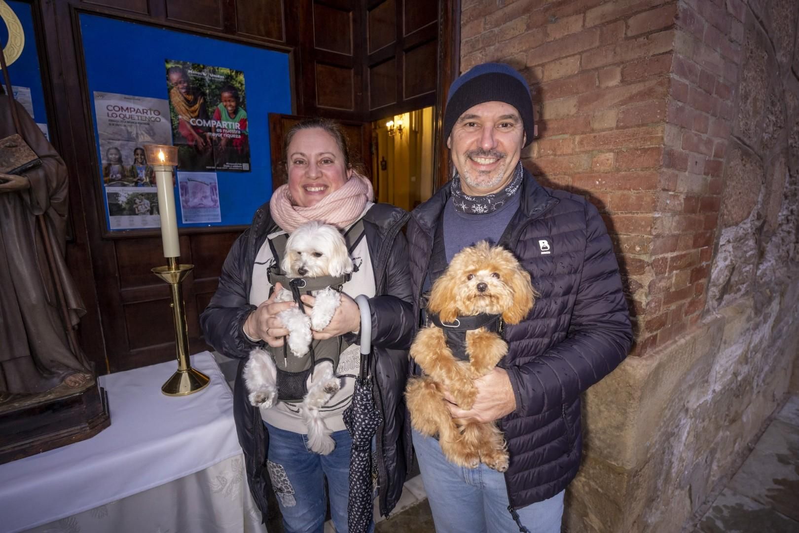 Bendición de animales por San Antón bajo una lluvia invernal en Torrevieja