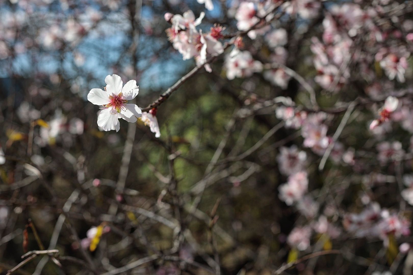 Rutas para disfrutar del almendro en flor organizadas por el Ayuntamiento de Santiago del Teide.