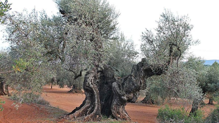 Una olivera mil·lenària a Benicarló (Castelló).