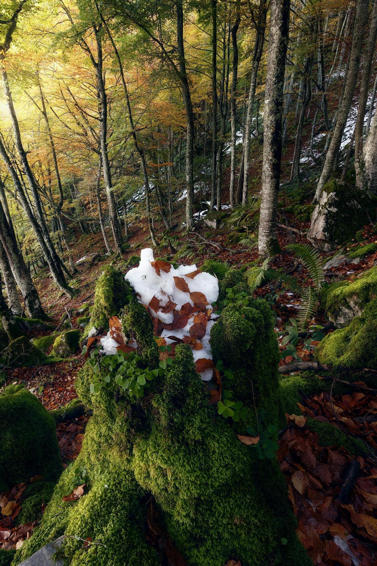 Otoño Gélido