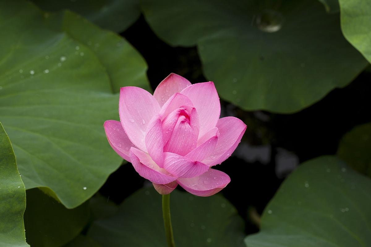 Los mejores trucos de los jardineros para cuidar tus flores en verano.