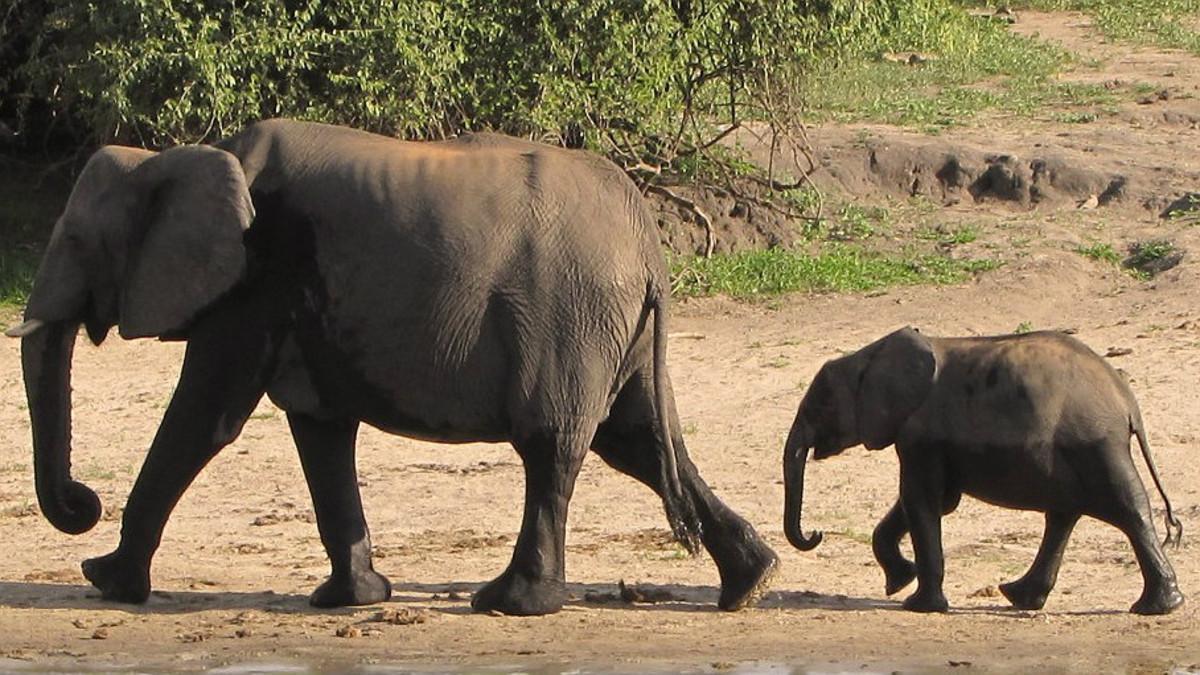 Un pequeño elefante sigue a un ejemplar adulto, en una imagen de archivo.