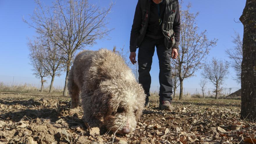 A 1.001 euros el kilo: el precio de la trufa negra subastada por