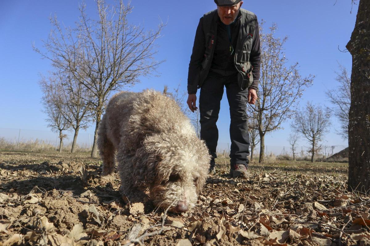 Así recolectan el oro negro pagado a mil euros el kilo tras 10 años de espera