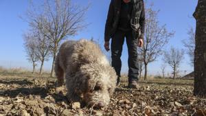 Un perro busca trufa en una parcela de la provincia de Zamora.