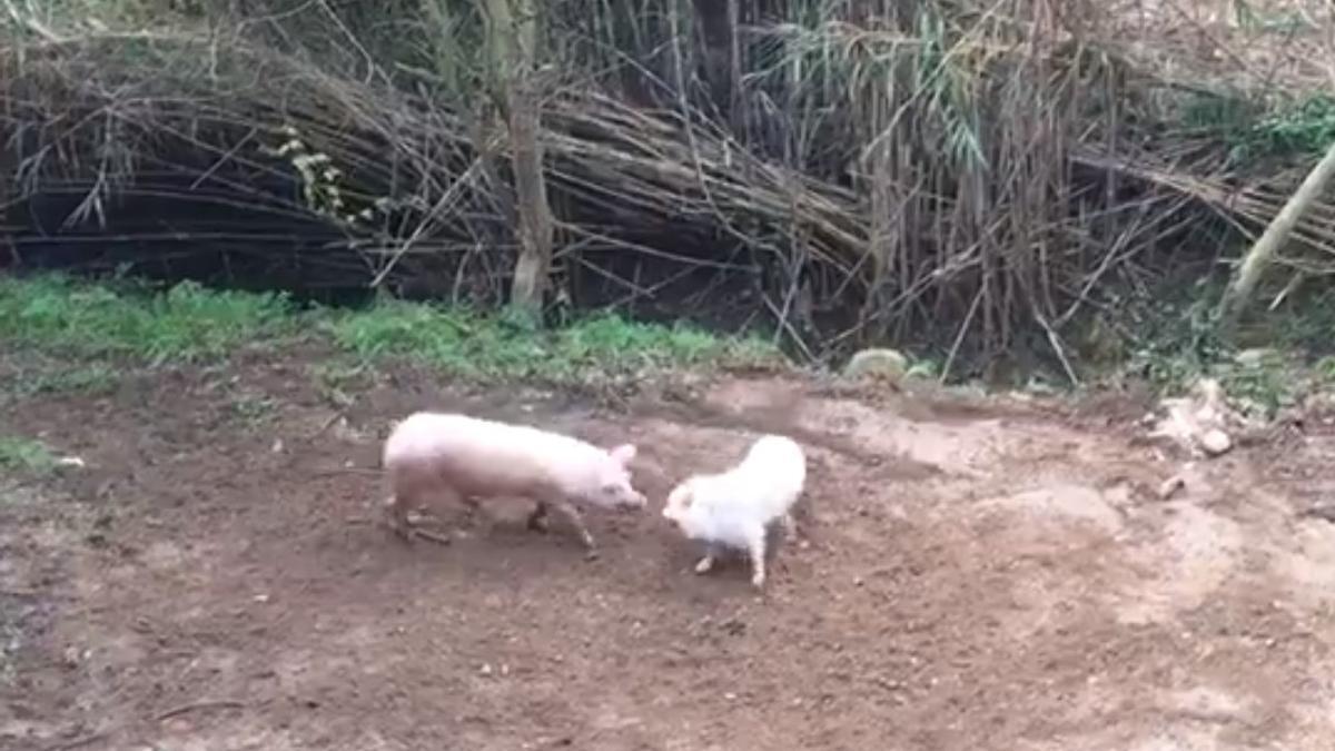Imatge del porc que volien rescatar.