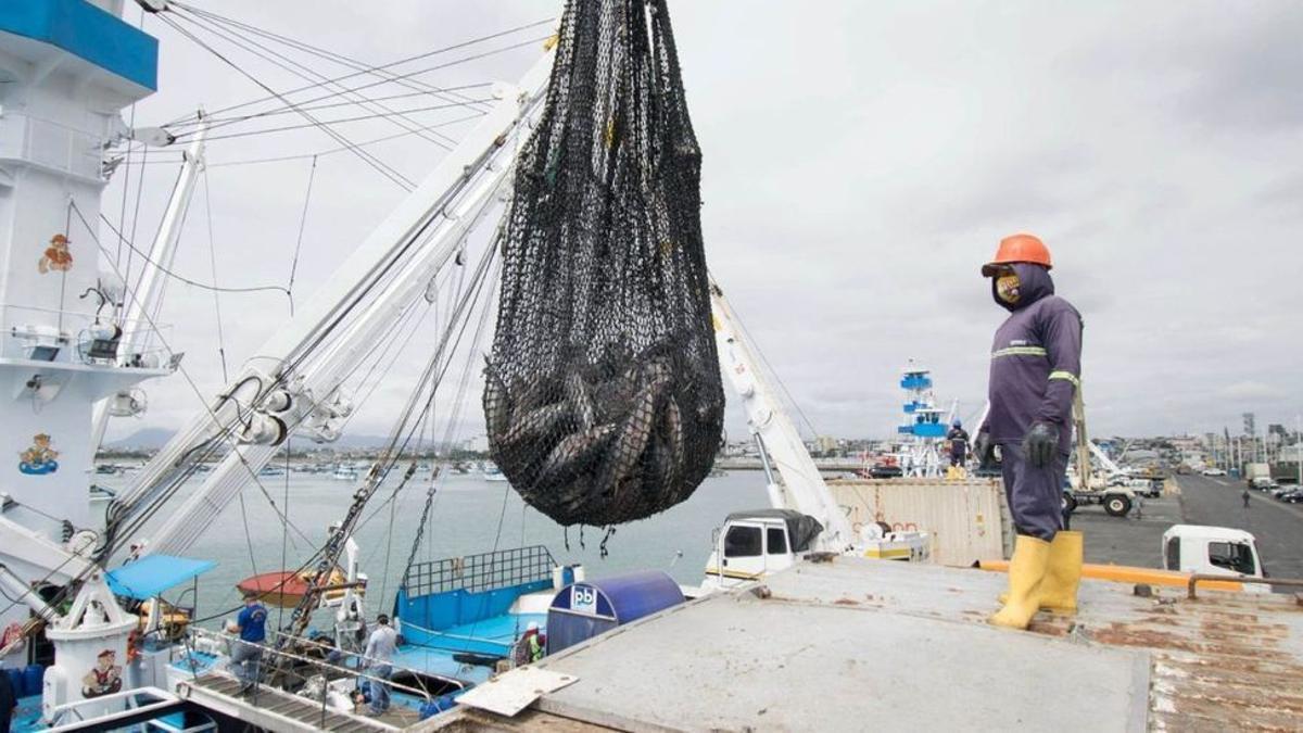 Descarga de atún en el puerto de Manta, en Ecuador.