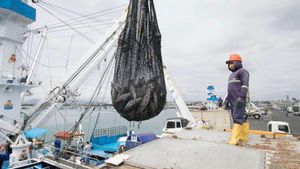 Paradoxa a la UE: acorrala la seva flota i eleva la compra de peix de països sota sanció
