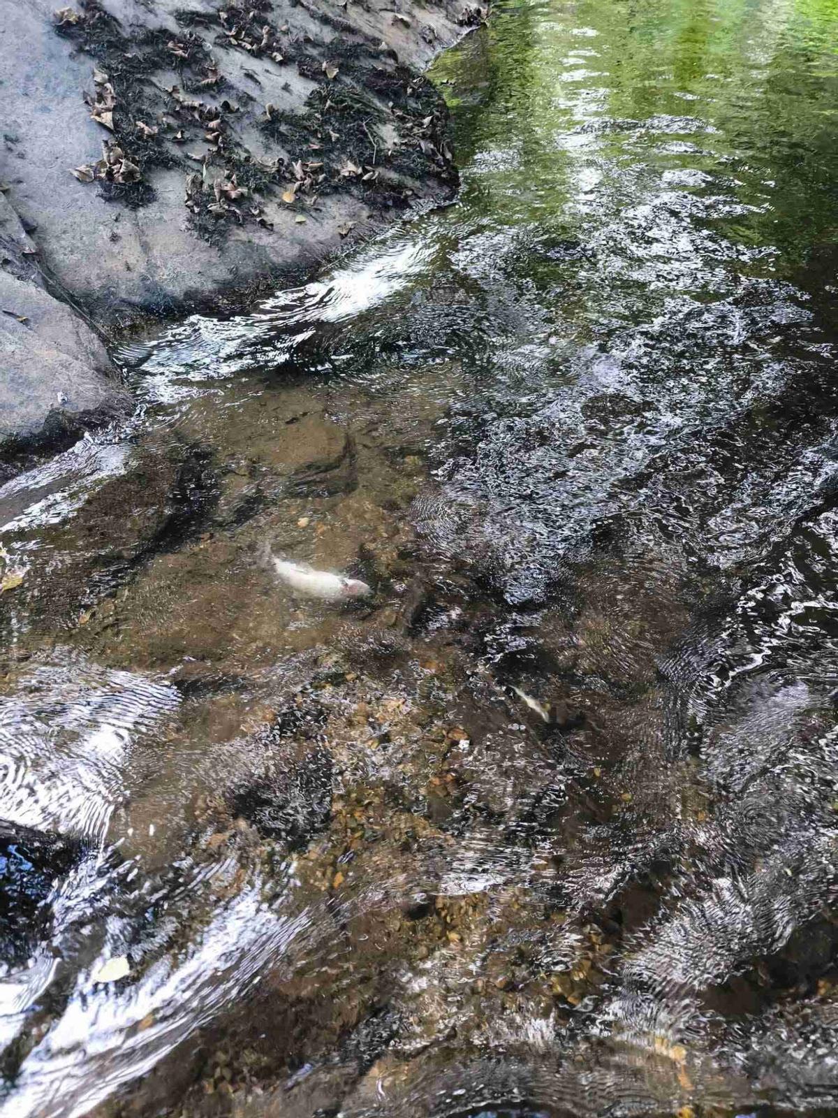 Cadáveres de peces en el Asneiro.