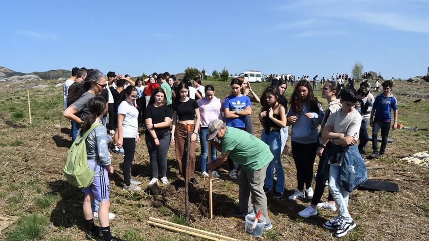 Los escolares de Amoedo, ayer, durante la plantación en el monte de Os Curros.